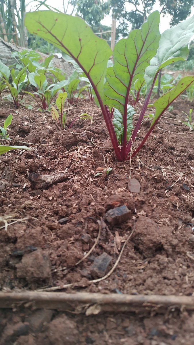 umbrella_uganda's tweet photo. My bitroot plants are doing well https://t.co/3fQPyUpeW4