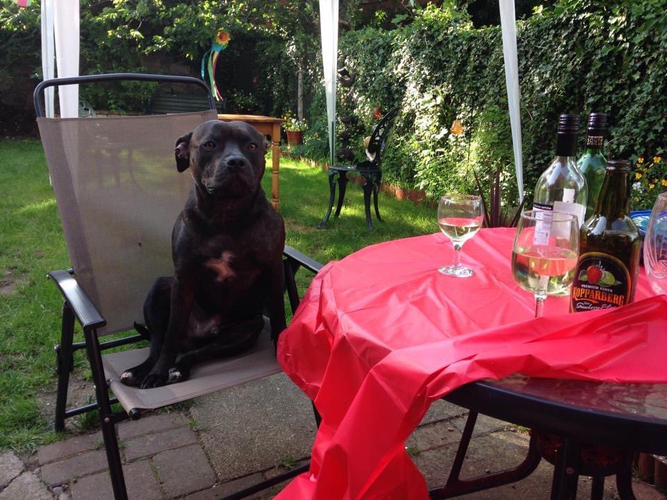 anna_bundy85's tweet photo. Hey @GraemeDogfather it’s our gentle, beautiful boy’s 10th birthday today! We laughed and cried so much at Buddy this week, he reminded us so much of our gorgeous Igor! X x 🎈🎈🐾🐾🐶🐶 https://t.co/FzmWVOYUT0