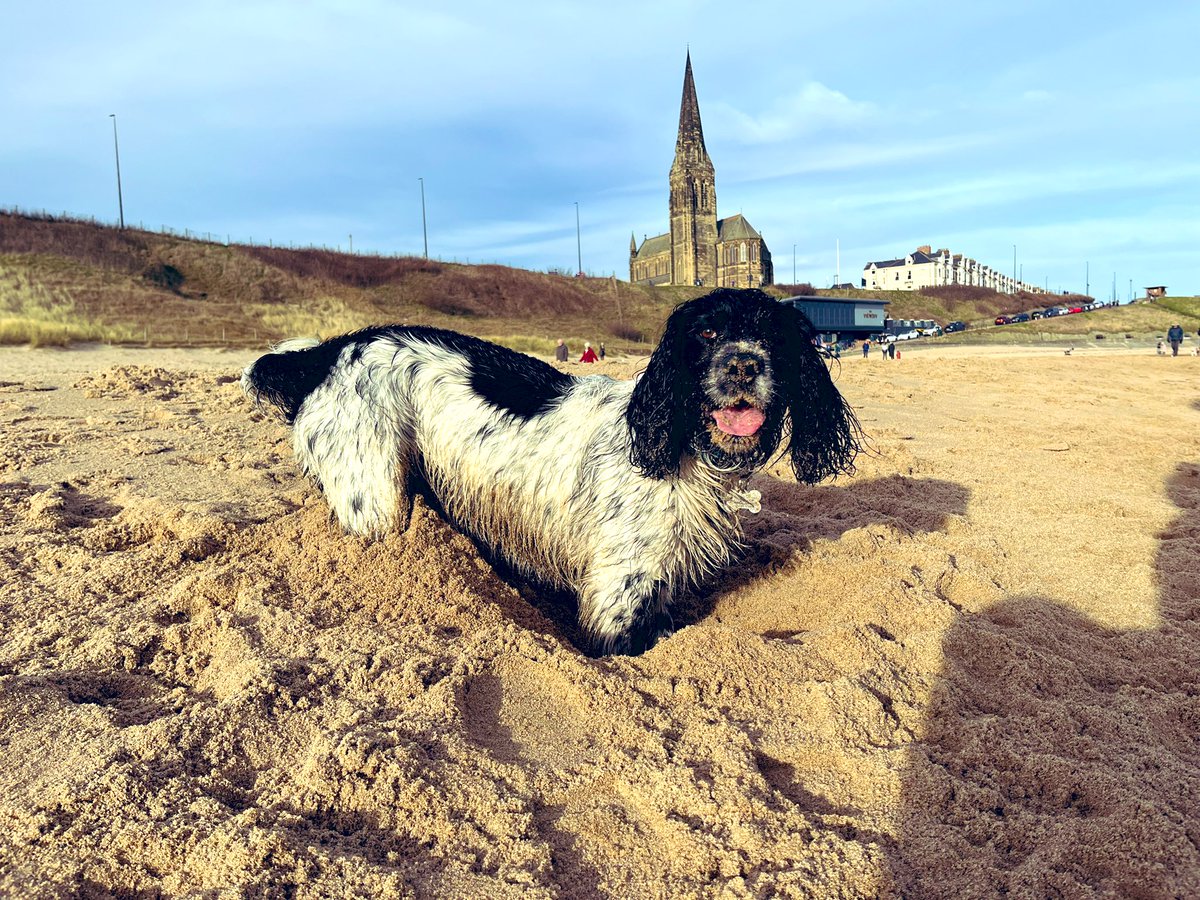 GeorgiaRH13's tweet photo. No better way to finish the week 😌🐾

#sunnysundaymornings #beachwalks #sandypaws #Tynemouth https://t.co/cDTyrG7bdw