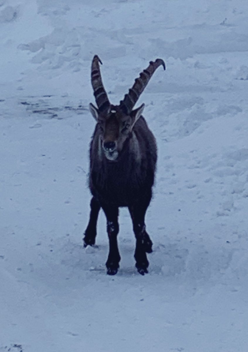 Guy_Theriault's tweet image. Une belle journée hivernale au #ParcOmega @parc_omega @TourOutaouais #OutaouaisFun avec @rolandbastphoto