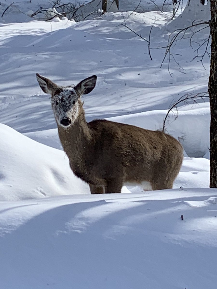 Guy_Theriault's tweet image. Une belle journée hivernale au #ParcOmega @parc_omega @TourOutaouais #OutaouaisFun avec @rolandbastphoto