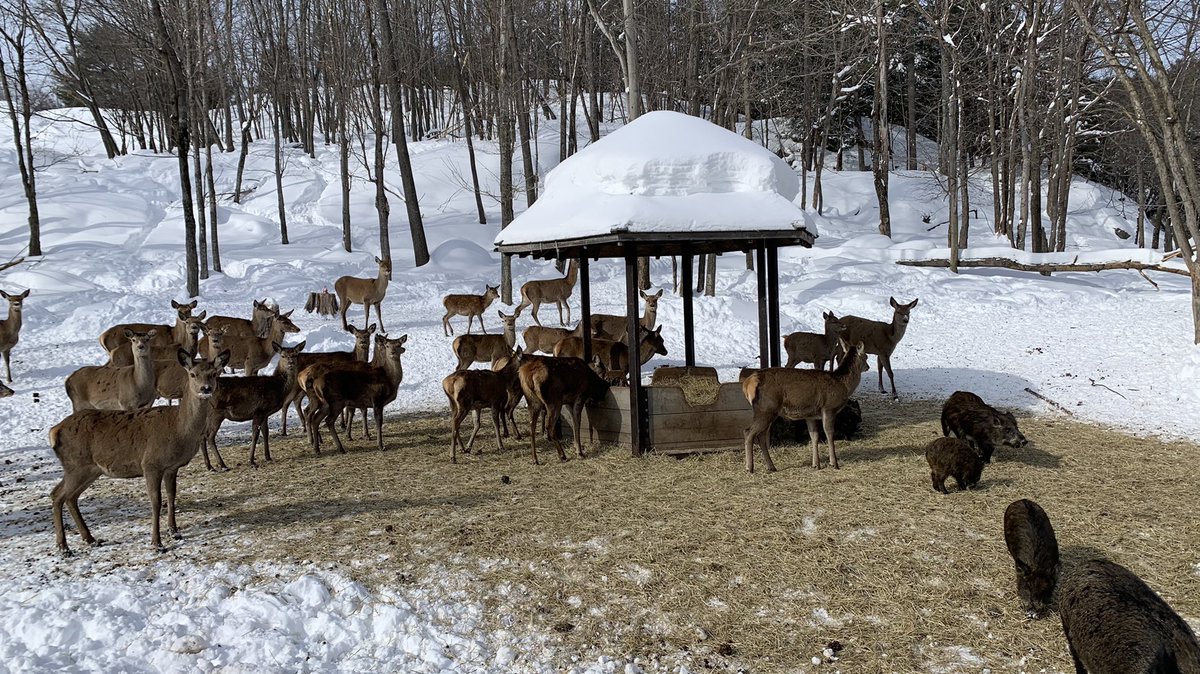 Guy_Theriault's tweet image. Une belle journée hivernale au #ParcOmega @parc_omega @TourOutaouais #OutaouaisFun avec @rolandbastphoto