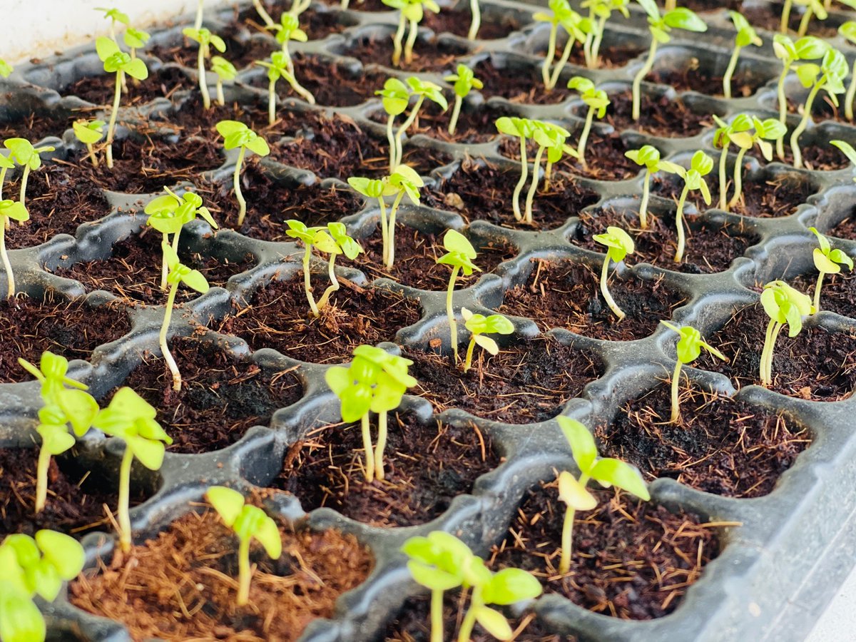 #CultivandoPatria | Alí Oliveros: Contamos con policultivos de tomate cherry, albahaca, entre otros #ViveLaEmociónDelBéisbol