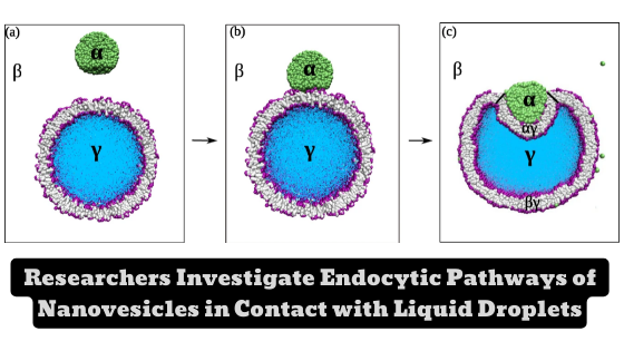 Researchers reveal how two key parameters control the endocytic pathways of nanovesicles and liquid droplets