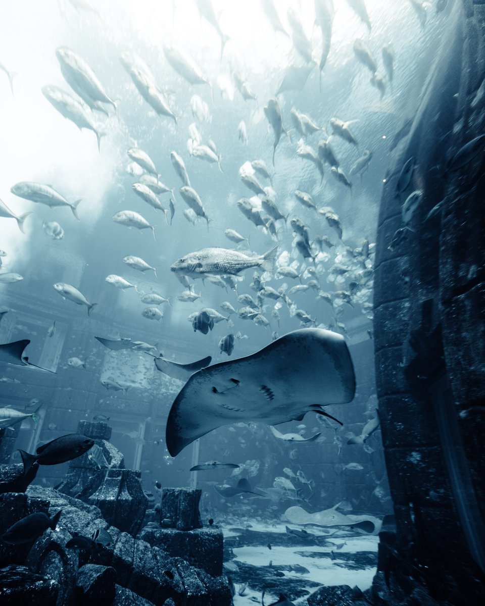 sheck94's tweet photo. Living life underwater at the stunning #AtlantisThePalm 🇦🇪

#Dubai #Uae #photography #aquarium #underwaterphotography #travelphotography https://t.co/MmmO88ROeN