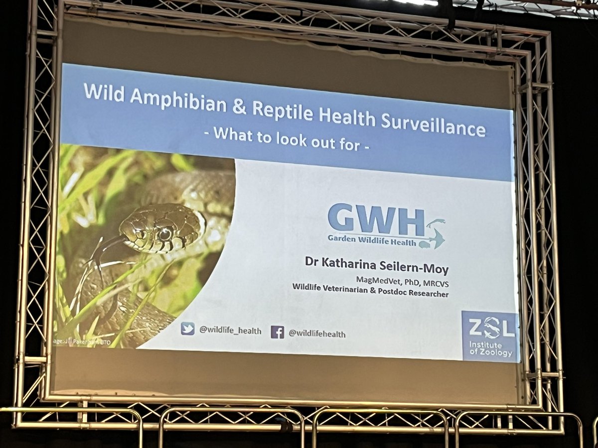 stevoallain's tweet photo. Katharina Seilern-Moy from @wildlife_health opens the afternoon session at #HWM2023, with a talk on amphibian and reptile disease surveillance. @ARC_Bytes @ARGroupsUK https://t.co/rxFKcfPTl7