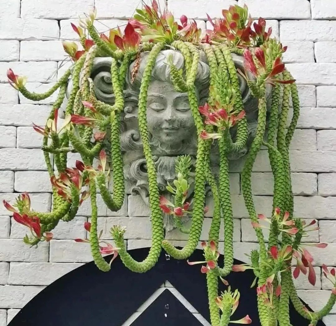 HobbyistPlant's tweet image. Euphorbia monadeniuam 🌿