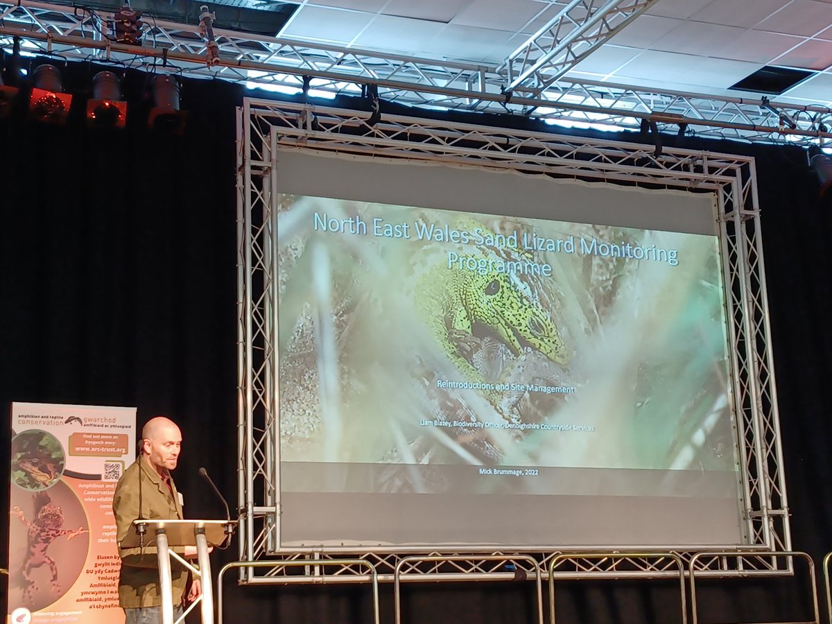 Liam Blazey of Denbighshire Council outling the reintroduction of Sand Lizard across the dunes of north east Wales, with active sand patching deja vu our work on Sefton coast @NorthMerseyARG #HWM2023