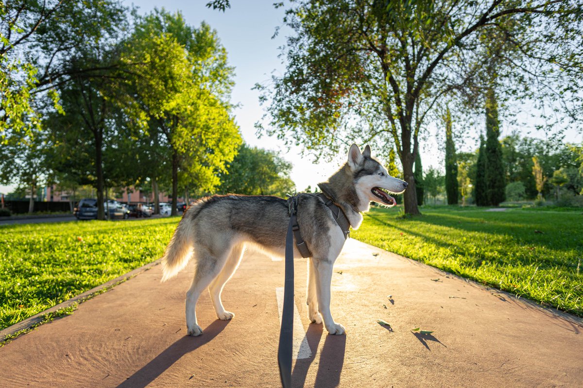 I grew up believing the LIE that... 'EVERY DOG HAS ITS DAY.' I was that DOG... waiting for my DAY... Then I GREW up to understand that it's the OWNER of the DOGS who ACTUALLY decides WHICH dog has its DAY. Lesson: '...Stop being the DOG!!...' tukosesh.co.ke #mind