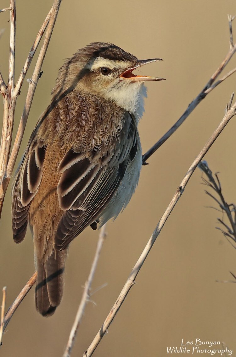 A Sedge Warbler ringed as part of our CES studies <a href="/RSPBLakenheath/">RSPB Lakenheath Fen</a> was recaptured near Beja, Portugal last August. Originally ringed in June 2016 this bird has completed 7 sub Saharan trips with 6 returns to the UK. That’s over 31K miles! <a href="/acorncarver/">Les Bunyan 📷🍫🐻🦉🦅🏞🇬🇧</a> <a href="/SuffolkBirdGrp/">Suffolk Bird Group</a> <a href="/BtoSuffolk/">BTO Suffolk</a>