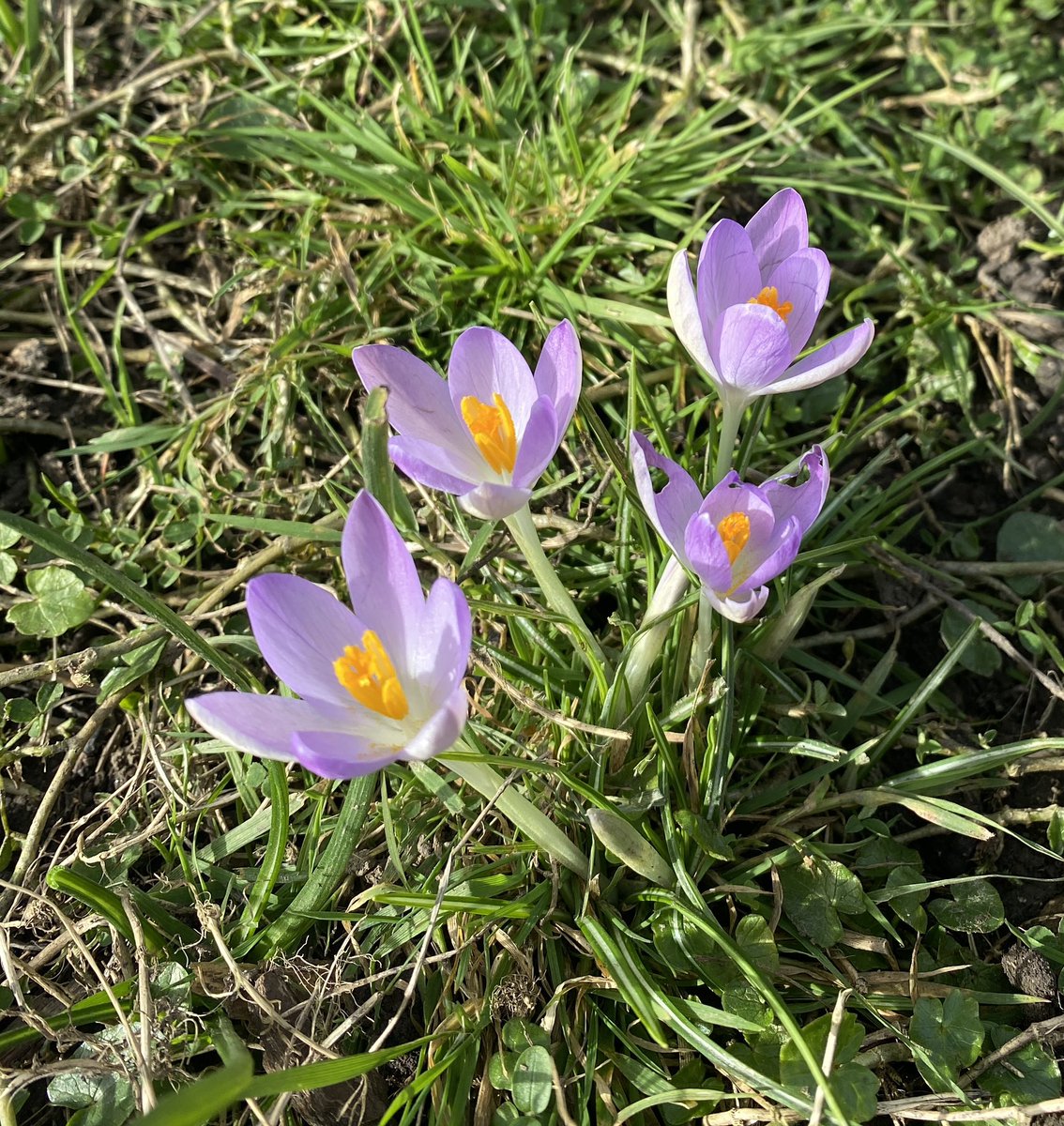 AlanEDown's tweet image. The first of hopefully many!
Crocus thommasinianus.
#springbulbs @Fentongollan @GdnMediaGuild