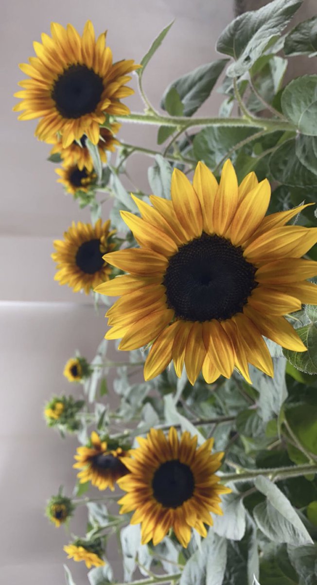 SunflowerHutt's tweet photo. Orders close off on Wednesday so get your valentine what he/she deserves asap 🌻💛 https://t.co/MdVgK5qPkx
