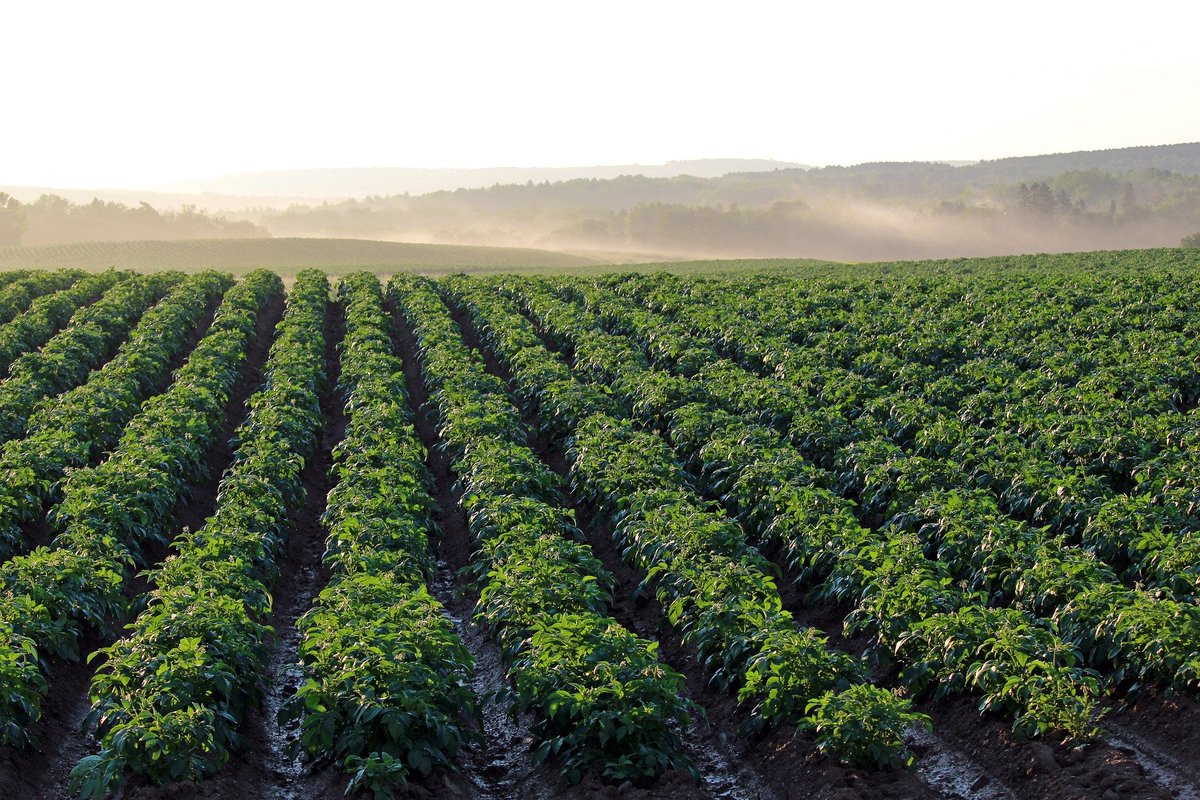 GreenEmerging's tweet image. Potato field in Aroostook county, Maine. Do you know Potatoes offer vitamin B6, vitamin C and iron, and are an excellent source of potassium?
#potato #agriculture #harvest #food #farm #vegetable #outdoor #healthyfood #unitedstates #usa #grow #growyourown #greenery #nature #farmer