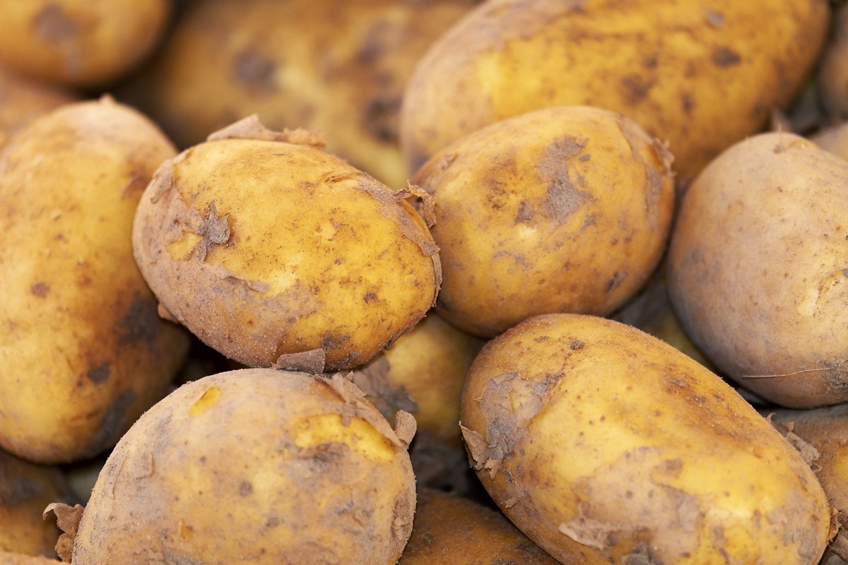 GreenEmerging's tweet image. Potato field in Aroostook county, Maine. Do you know Potatoes offer vitamin B6, vitamin C and iron, and are an excellent source of potassium?
#potato #agriculture #harvest #food #farm #vegetable #outdoor #healthyfood #unitedstates #usa #grow #growyourown #greenery #nature #farmer