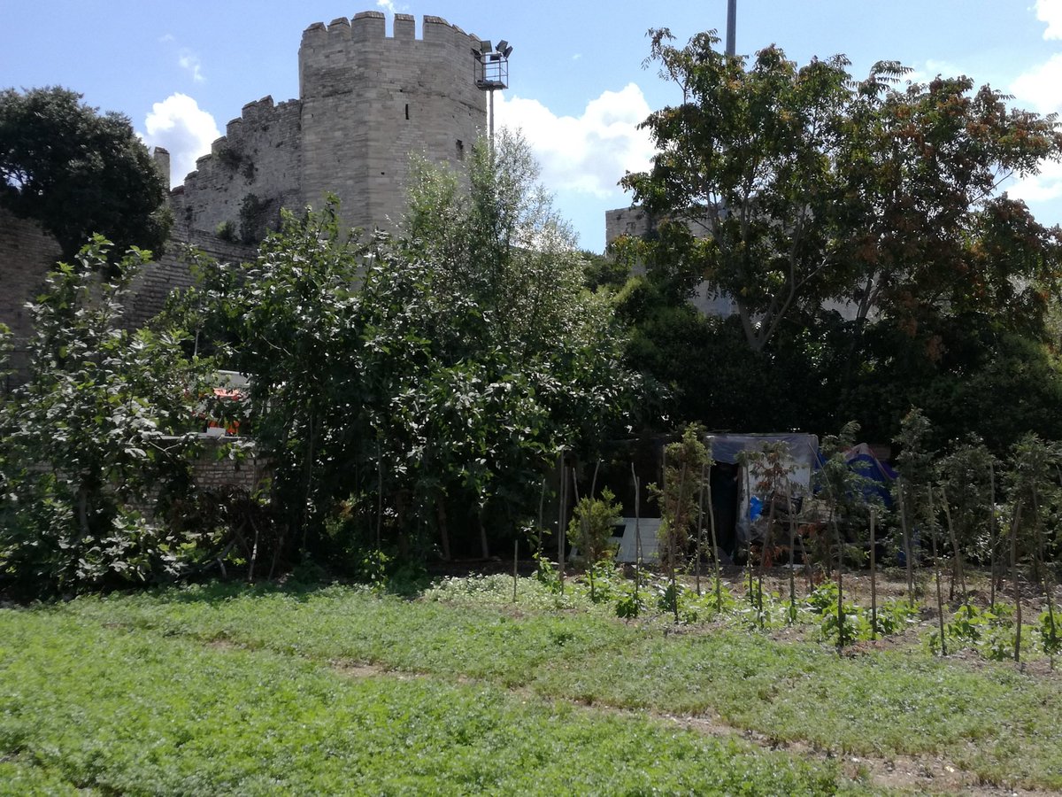 Historic bostans along the land walls of Istanbul <a href="/YedikuleBostani/">Yedikule Bostanları</a> <a href="/mhrpolat/">Dr. Mahir Polat</a> <a href="/ekrem_imamoglu/">Ekrem İmamoğlu</a> #İstanbul #urbanagriculture
