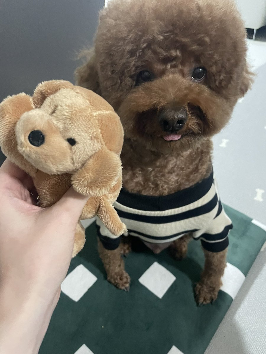 hotteok_zip's tweet photo. 반려견 호떡이가 모델인 문구 팬시샵 2월 중순 오픈 예정🚀 

많은 관심과 사랑 부탁드��니다♥️ 
#강아지 #반려동물 #떡메 #문구 #떡메판매 https://t.co/ycdTShVqy2