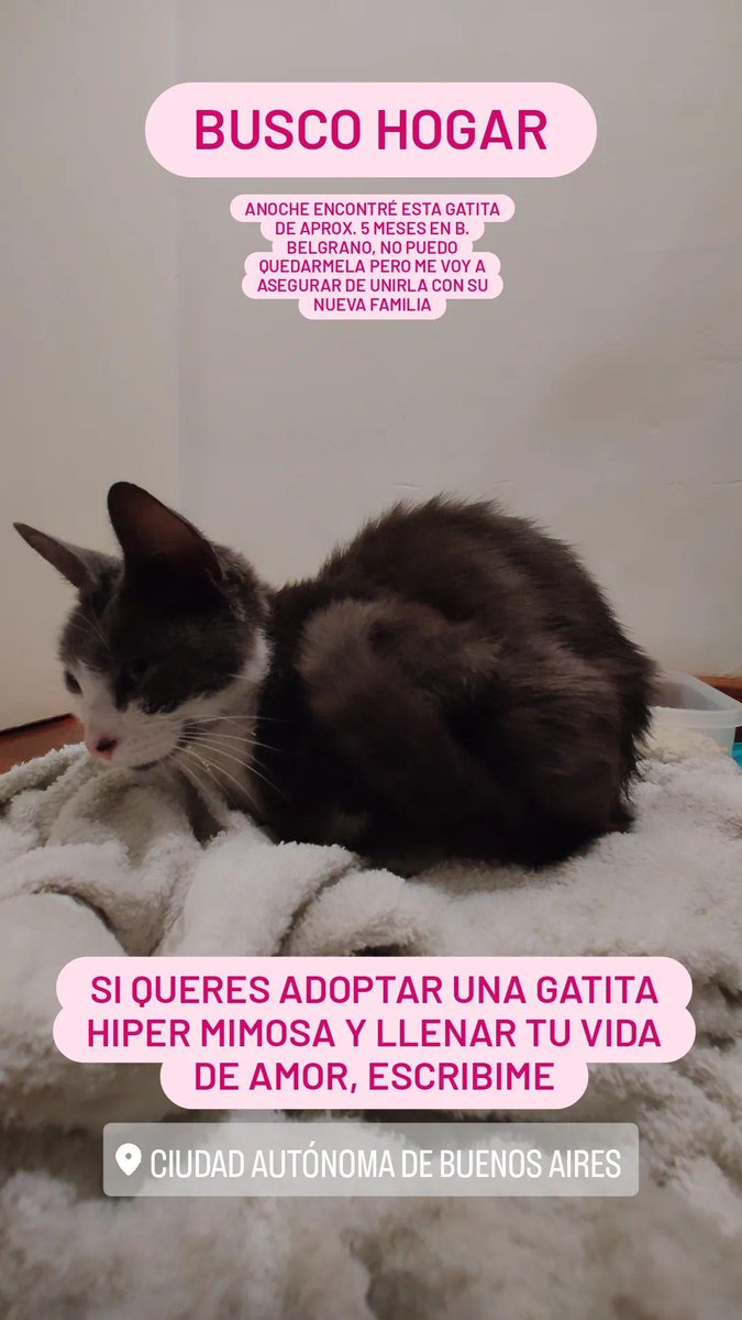 MicaelaRamello's tweet photo. BUSCO FAMILIA PARA LLENARLA DE AMOR💕 

Anoche encontré esta gatita de aprox. 5 meses en el barrio Belgrano, está muy flaquita y con mucha necesidad de cariño. Es muy muy mimosa y buenita. Me ayudan a compartir para encontrarle una familia que la llene de amor? 🥺 https://t.co/VRn5hxh9WJ