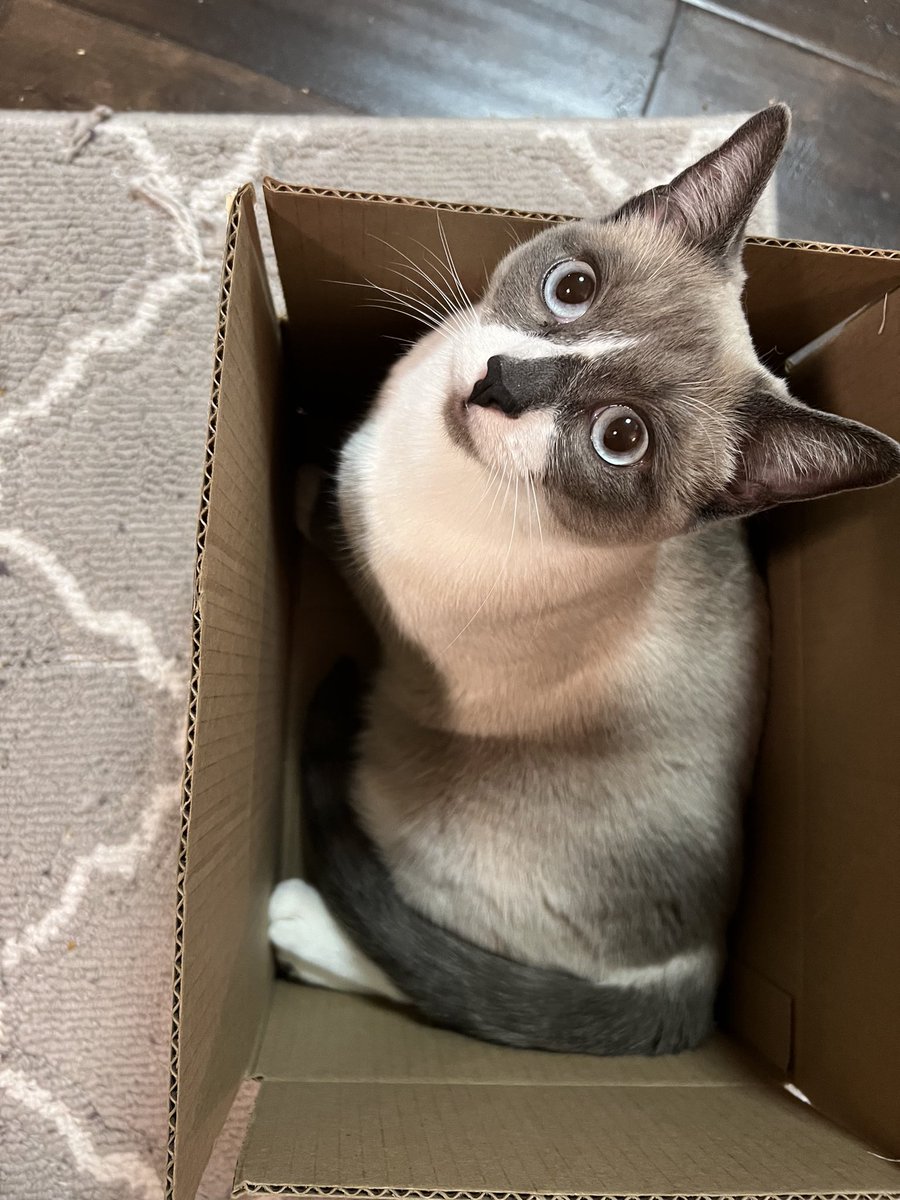 Happy #catboxsunday from Lulu! 😻
