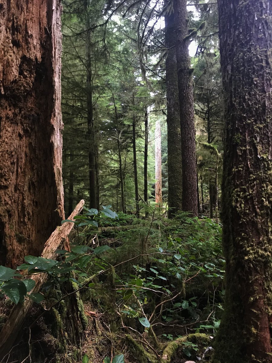 Zeke Livingston (@mediocrateaze) on Twitter photo <a href="/AbiluTangwa/">Tangwa Abilu.🌿🌏🌾🍀🍃.SDG's.</a> This is a photo of Temperate Rainforest near my home on Vancouver Island. We are desperately trying to prevent the clear cutting of what is left of this ecosystem. We’re in this together! 👊🏼 <a href="/AbiluTangwa/">Tangwa Abilu.🌿🌏🌾🍀🍃.SDG's.</a> This is a photo of Temperate Rainforest near my home on Vancouver Island. We are desperately trying to prevent the clear cutting of what is left of this ecosystem. We’re in this together! 👊🏼