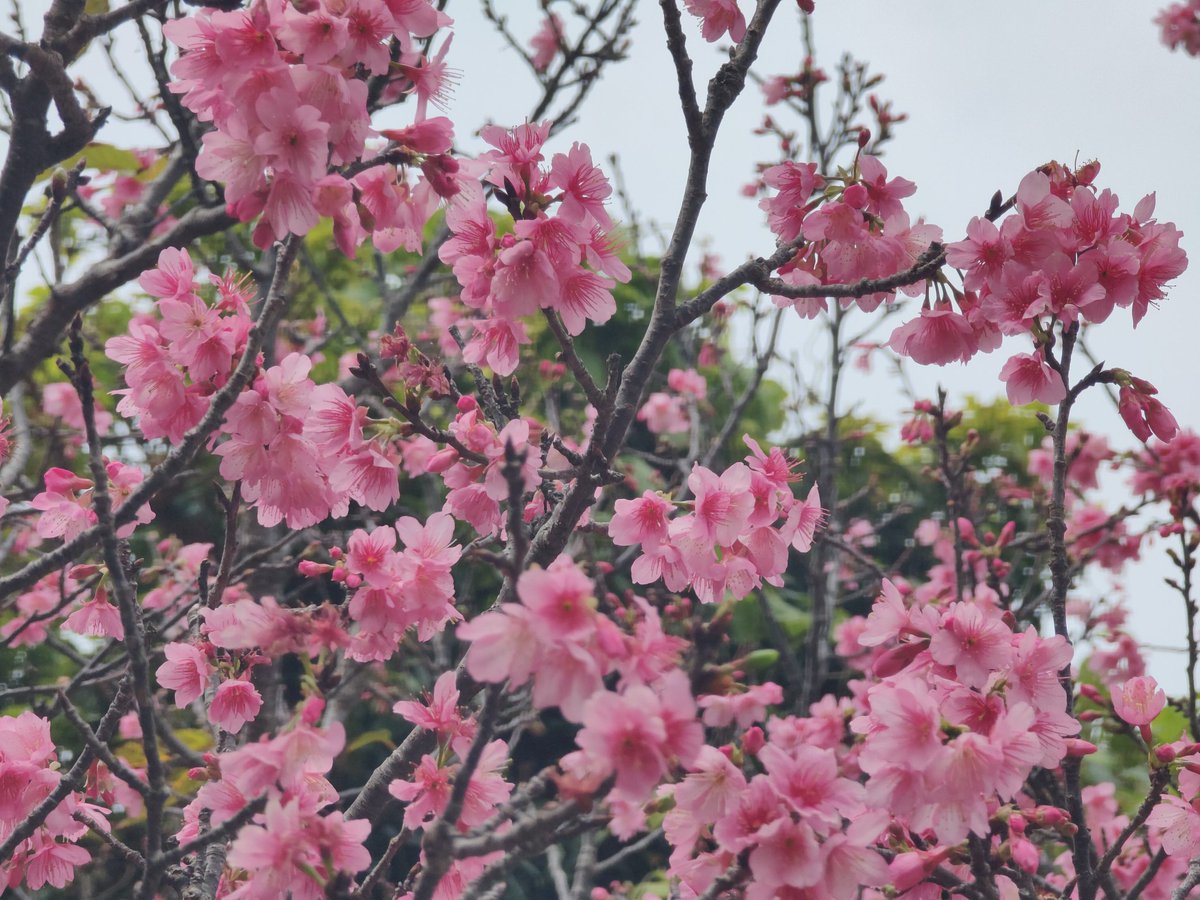 tayupepepe's tweet photo. 沖縄の「冬本番」は桜だったりします🌸
Shot on 📱OPPO Find X2 Pro
#OPPOカメラ部 #shotonoppo #findx2pro #桜 #写真 #スマホ撮影 https://t.co/nhNNW66qJq