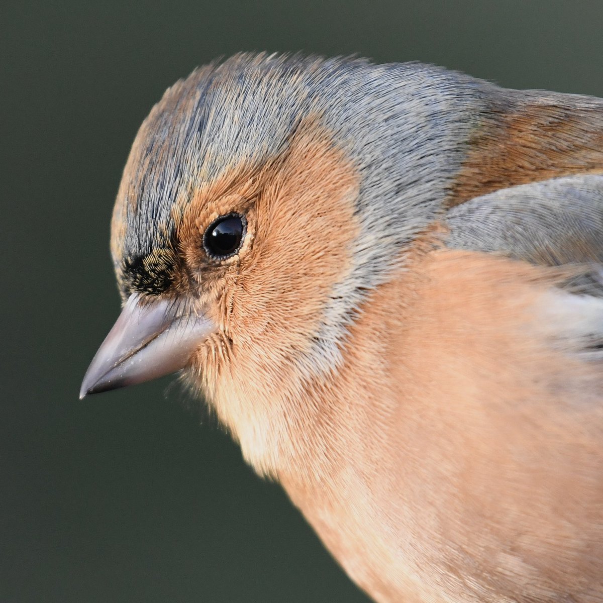 LondonNaturePi2's tweet photo. Close encounter with a Chaffinch in #kensingtongardens today.

#TwitterNatureCommunity #BirdsOfTwitter #NaturePhotography #birdwatching #birdphotography #London https://t.co/xuo6sEdd9i