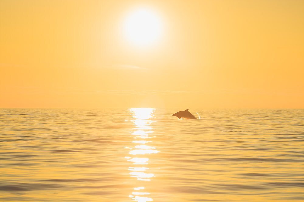 We’ve posted this amazing photo before, but I think it’s worth posting again.
Stunning west coast sunsets!

#bottlenosedolphin #cardiganbay #sunset #wildlifephotography #wildlifeboattrips #visitwales #visitpembrokeshire #visitceredigion #pembrokeshire #c… instagr.am/p/CoSNKenL8ws/