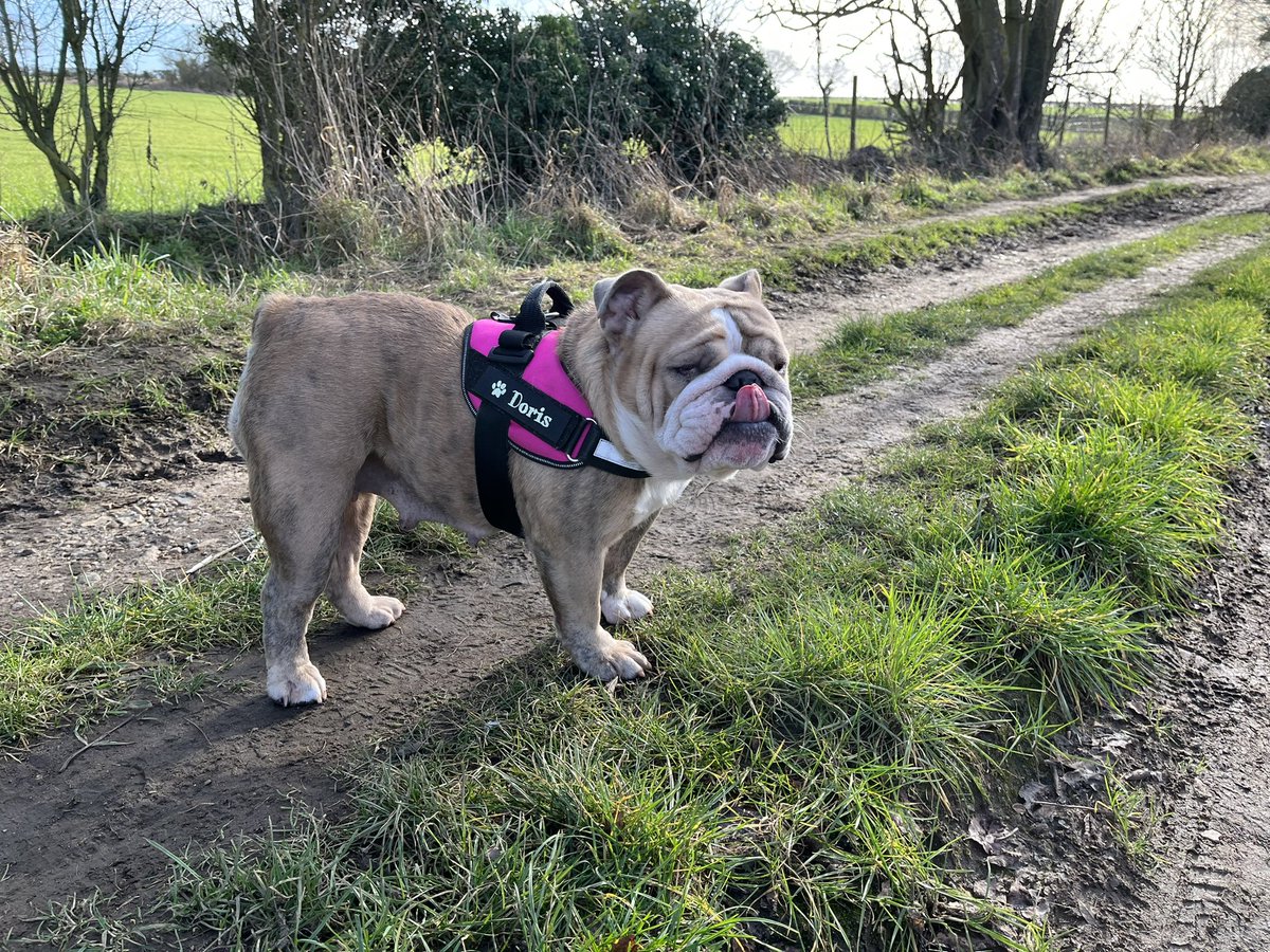 DeanMachine73's tweet image. #Doris 🐶