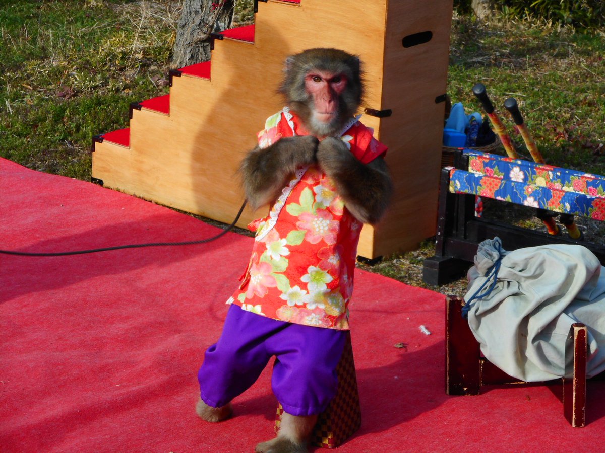 uchakomama's tweet photo. 梅林公園にて猿回しのイベントがあり、始まる前でしたが、お��のこうめちゃんがかわいいポーズをとってくれました🥰 https://t.co/vln7R662Vt