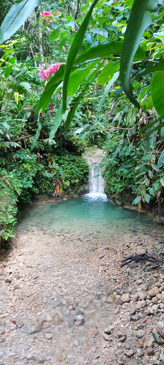 Who said Jamaica is just sea, sun and sand? Hello from the hills of St Ann! 
#DiscoverHiddenGems #IslandTour #VisitJamaica #ExploreJamaica #Wanderlust #OhTheViews #LandOfWoodAndWater

See Jamaica differently with #BeingJamaican