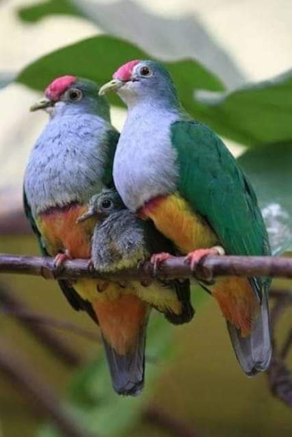 chamolajel tweet media