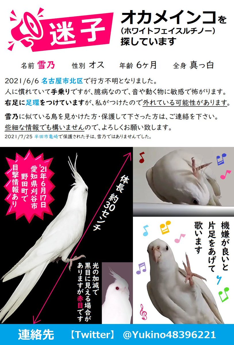 Yukino48396221's tweet photo. いつもご協力いただき感謝しています。
雪乃が迷子になり今日で1年8ヶ月
見付かる事は難しいと思いますが…諦めたくないです
目撃 保護 里親、亡骸でも…
些細な情報でも、どうかお知らせ願います🙏
#オカメインコ迷子 #迷い鳥 #迷子鳥
#探しています #アルビノ #白
#名古屋市 #愛知県 #岐阜県 #三重県 https://t.co/R264ePbn3h