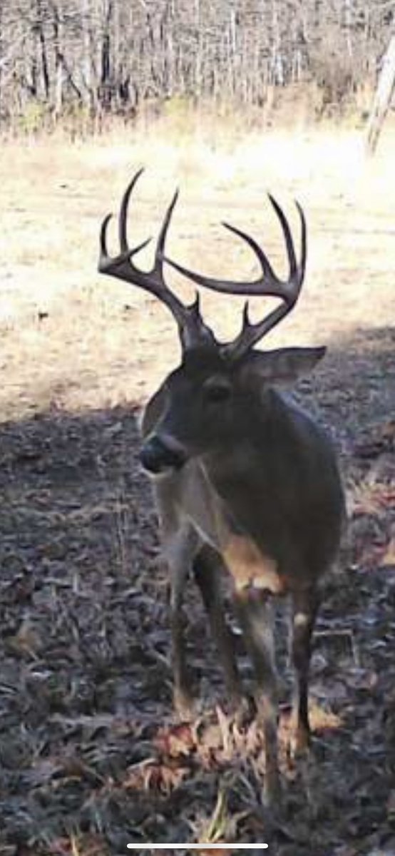 Alex_Rutledge's tweet photo. It’s amazing to see Bucks still carrying antlers here in the Mo Ozarks… it has to be because they are healthier because of what they are eating…. #buckgrits photo by #wiseeyetech #huntcontrol https://t.co/jgzDLXBKSP