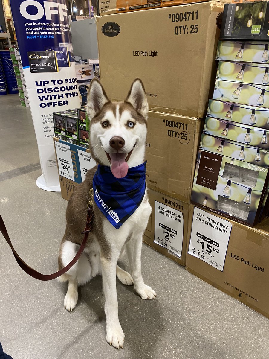 Lish_Reaser's tweet photo. I can’t explain how happy I am with this Pup! He has his good canine Citizen’s, puppy star trick dog novelist,and almost, completing his B- cat for FasCat. He has 1 more run for B-Cat title. #siberianHusky #AKCtrickdog #AKC #AKCGCC #AKCFastCat https://t.co/JTkHLzOUdt