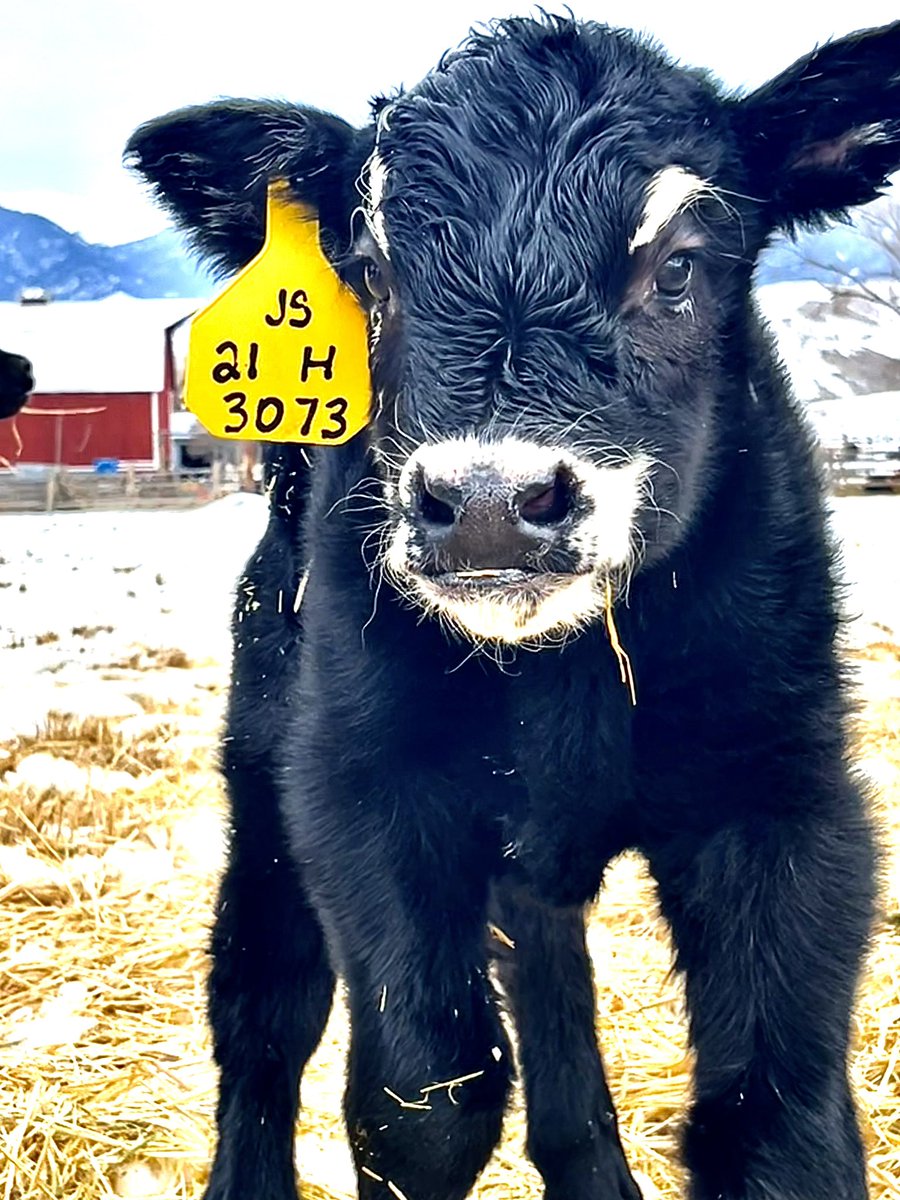 Why would anyone calve in January? #ranchlife
I see people who don’t calve in Jan throwing out some ridiculous answers.
The truth is different for every ranch so I can only tell you our why, but I can promise you that it rarely has anything to do w/trying to put on extra pounds.