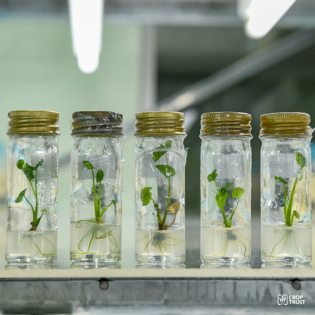 Plant genetic resources are essential for necessary crop adaptation and building resilient food systems.
 
#Genebanks worldwide ensure seed conservation and transformation into climate-resistant varieties.
 
We're here to support them 👉 buff.ly/3Rp38V9