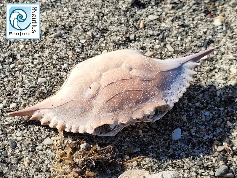 More sightings of the #bluecrab (Callinectes sapidus) #invasivespecies along our shores Please continue to log sightings on the #NEMO app Spot it👀Snap it📷 Map it📌 Sighting/photo credit: M Soiza-Stagnetto #citizenscience #NEMO #NautilusEnvironmentMonitoringOnline #Gibraltar