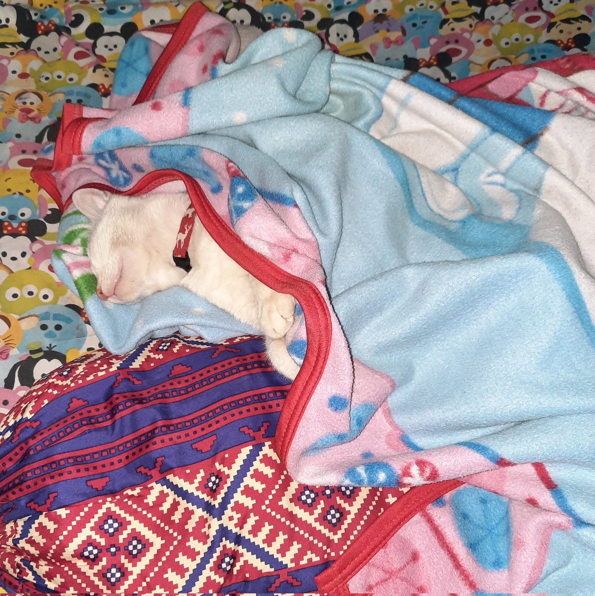 AnisMvth's tweet photo. Selalu bersyukur dititipkan kucing sepintar Molly💫😭 tengah malem tbtb pulang teriak2 pdhl biasanya kalo tau udh pd tidur juga pulang diem aja, taunya kompor masih nyala😭mbah lupa pas mau tidur manasin teh 1 teko n' dikit lagi habis juga tuh airnya, makasi ya moll🥺 https://t.co/qkvlqhb8Q5