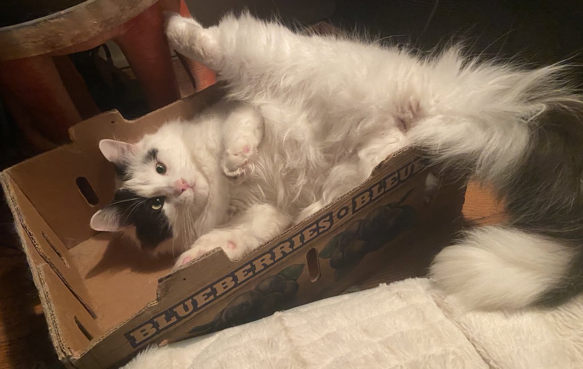 itslittletunny's tweet photo. I gave him some silvervine and he just sat like this for 5 minutes straight https://t.co/2cJl99VXRT