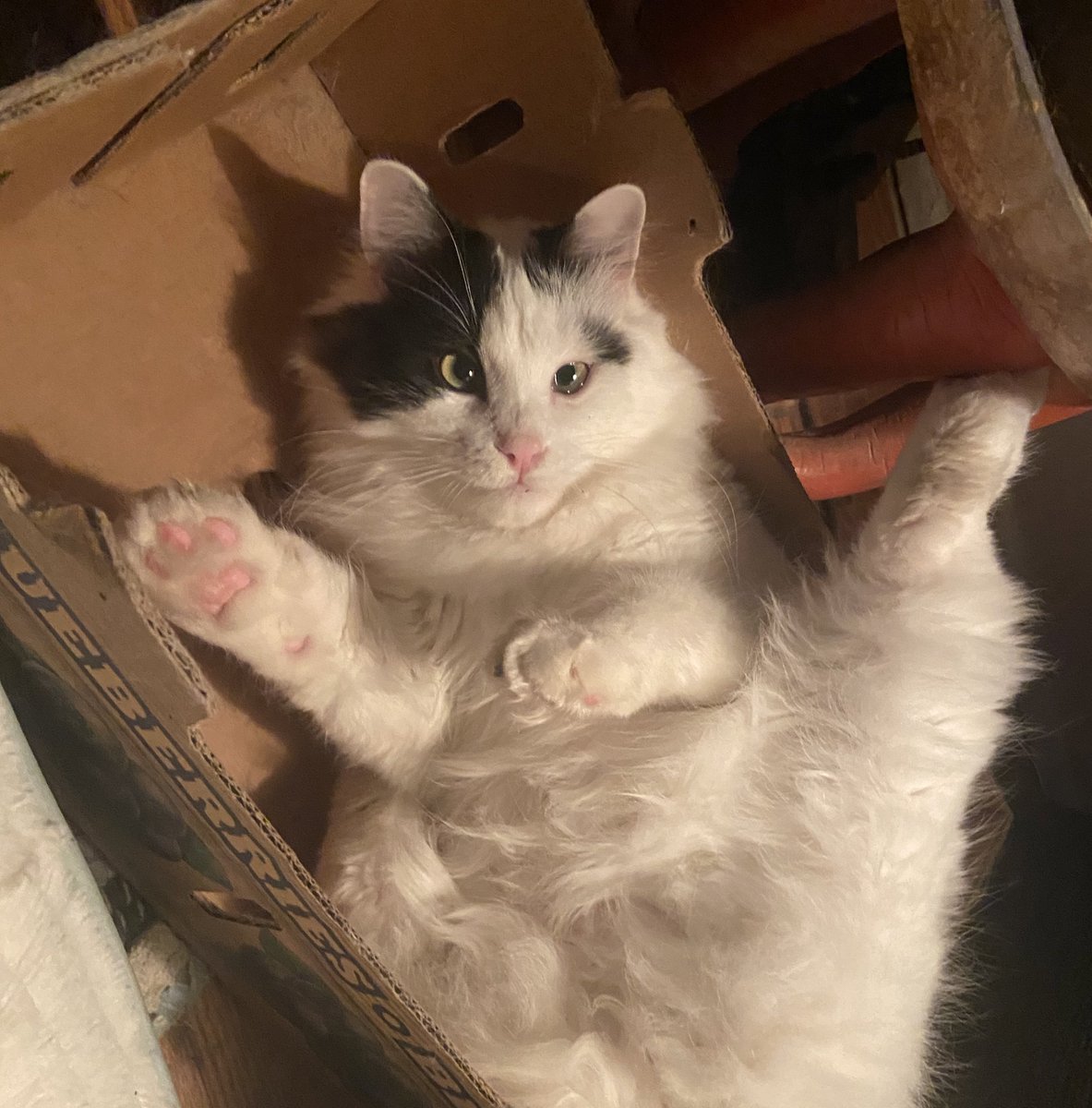 itslittletunny's tweet photo. I gave him some silvervine and he just sat like this for 5 minutes straight https://t.co/2cJl99VXRT