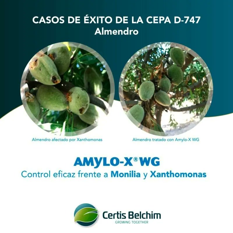 silosdelcinca's tweet photo. El #fungicida y bactericida #Amylo-X es especialmente efectivo para el control y la prevención de enfermedades como botritis, oídio, monilia, xanthomonas o fuego bacteriano en diferentes cultivos. 

➡️ https://t.co/epyD9RkNW2 

#Cultivos #SilosDelCinca #Certis-Belchim https://t.co/nGTPCCBq2r