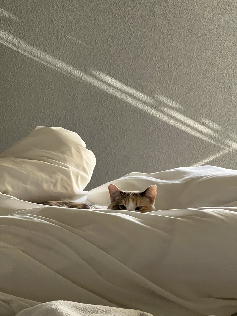 Panko A. Cat’s Mom tweet media