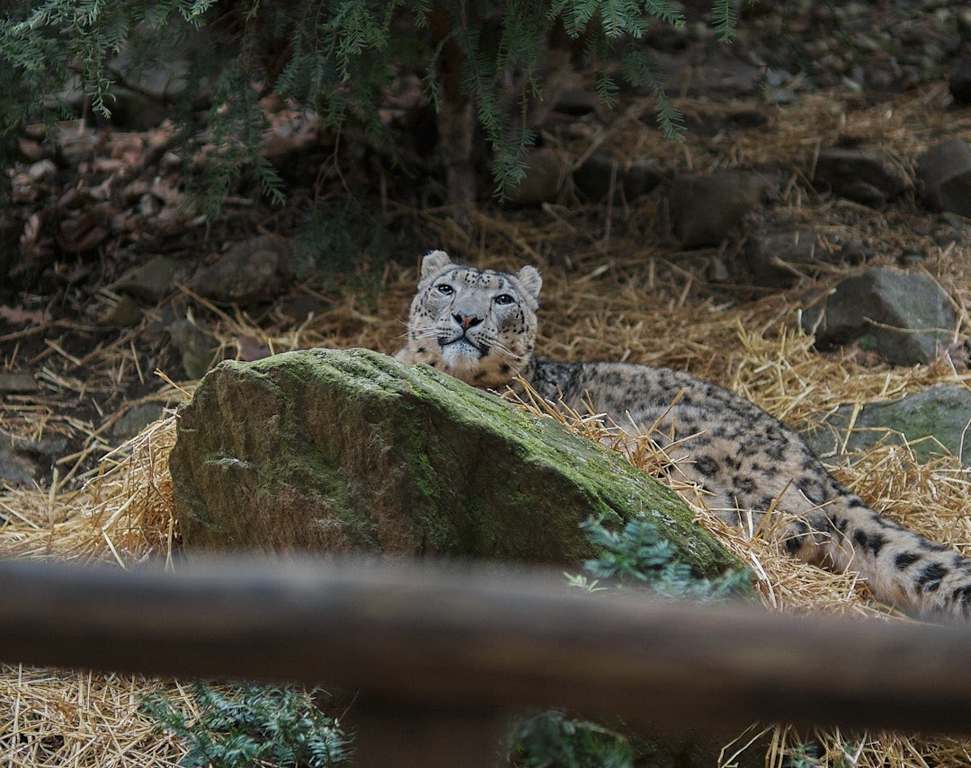 Another show of my favorite animal the snow leopard 
#wildlifephotography #animalphotography #snowleopard #fujifilm #photography