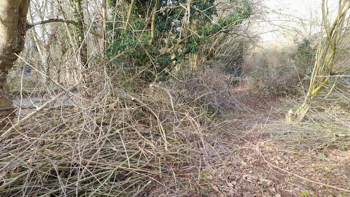 Well done to LWT #volunteers today, saving us from electric company habitat massacre later, by cutting back overgrown Willow, Ash, Oak &amp; Poplar - creating dense scrub for more warblers, Bullfinch etc. A bit of dead hedging will stop people 'accidentally' walking through hedgerows