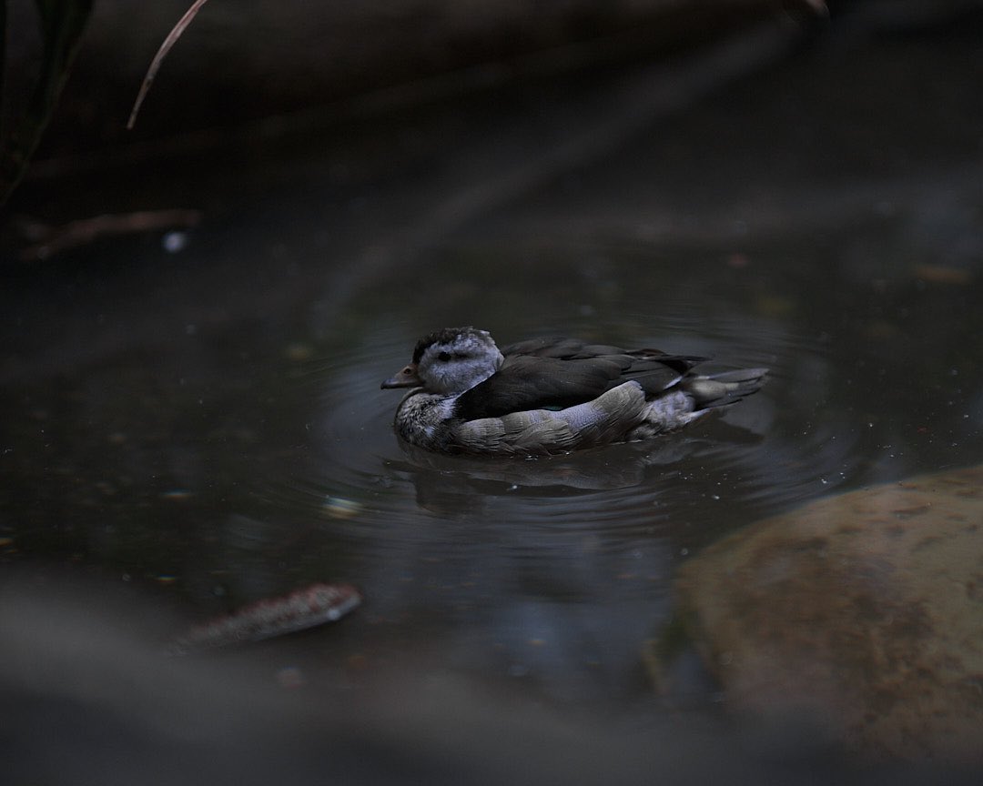 Quaktastic 
#duck #animalphotography #wildlifephotography #fujifilm #duckphoto #NaturePhotography