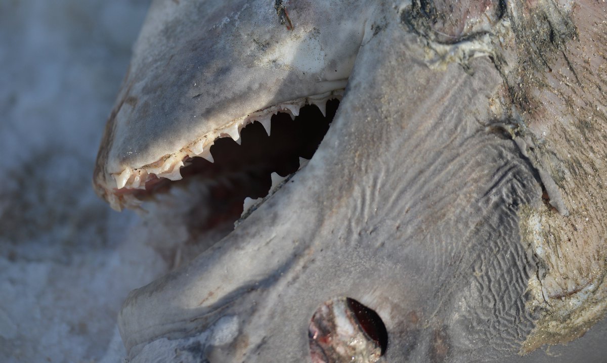 A dead shark lays frozen on the aptly named Cold Storage Beach in Dennis. <a href="/MA_Sharks/">MA Sharks 🦈</a>, can you confirm what species this is? <a href="/capecodtimes/">Cape Cod Times</a> #shark #capecod