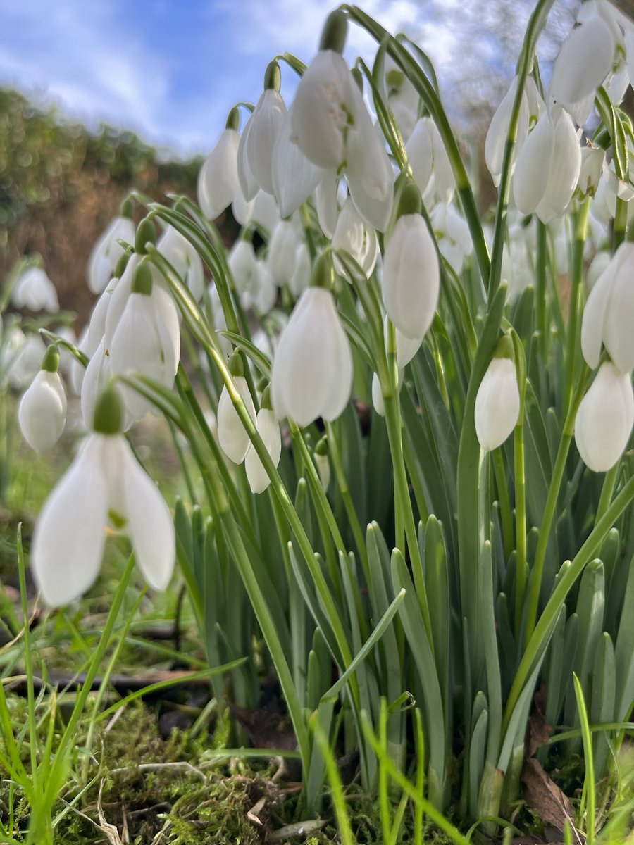 MPM76's tweet photo. Sunday walk #snowdrops #agiveyriver #aghadowey https://t.co/ErhV9qZ7db