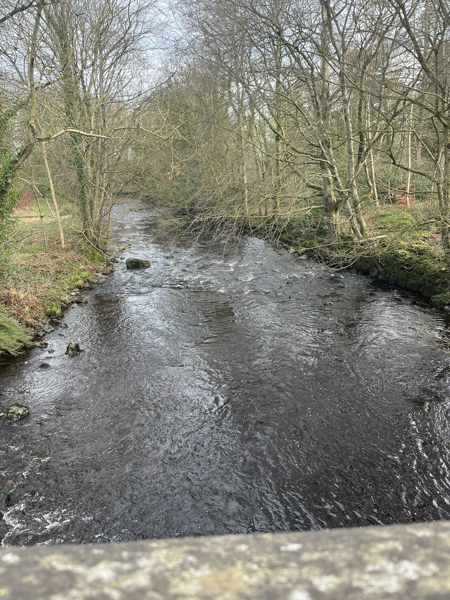 MPM76's tweet photo. Sunday walk #snowdrops #agiveyriver #aghadowey https://t.co/ErhV9qZ7db