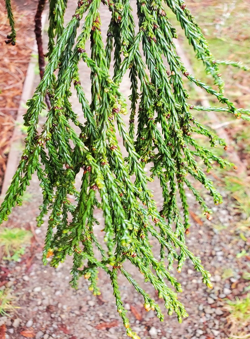 Redwood N&S Parks on Twitter "Have you ever wondered what the top of a