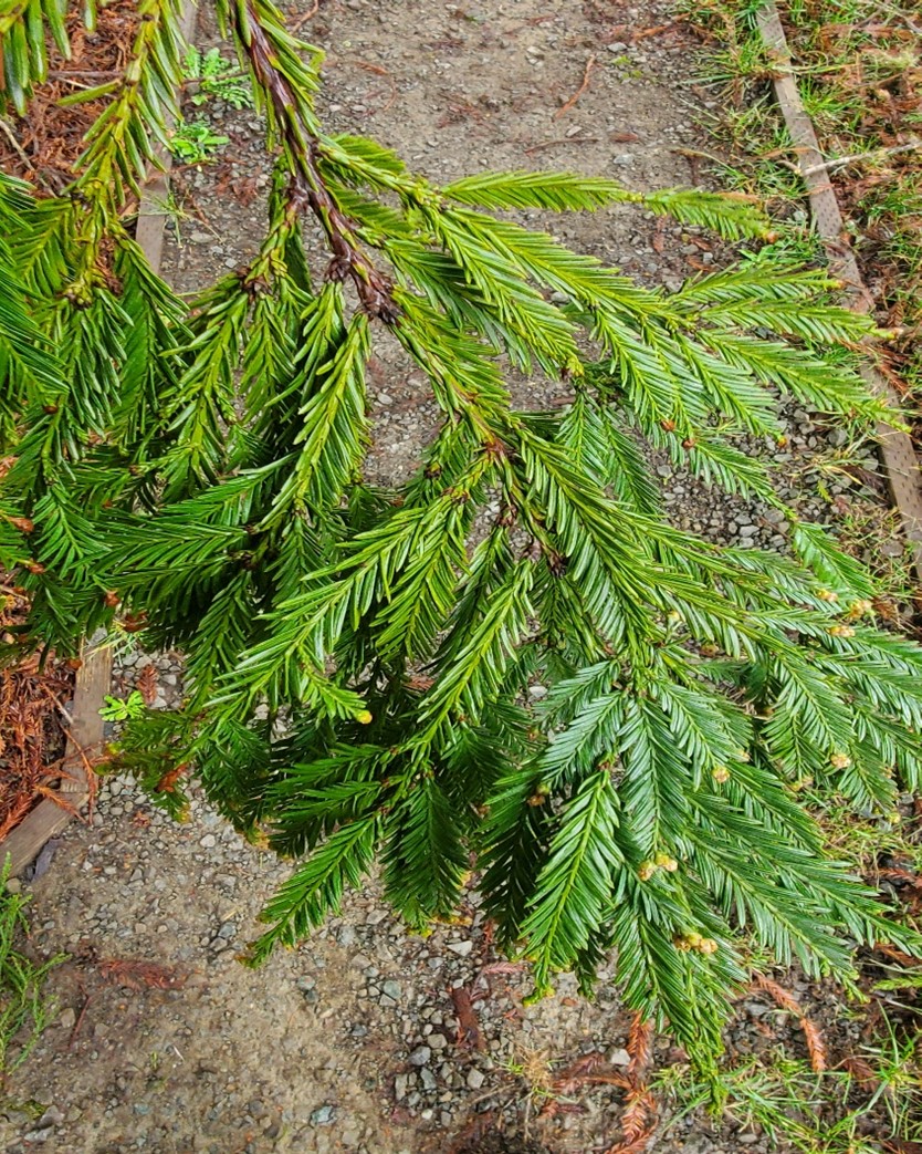 Redwood N&S Parks on Twitter "Have you ever wondered what the top of a