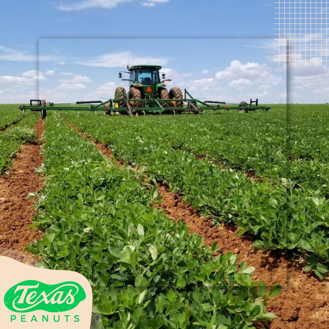 Did you know that peanuts can not grow in the winter? Peanuts can only germinate at 68° Fahrenheit (20° Celsius) or above. Texas peanut farmers patiently await the last frost to get those peanut seeds in the ground.
•
•
•
#TexasPeanuts #TexasPeanutProducersBoard